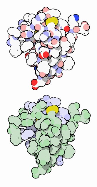 Insulin (medication)