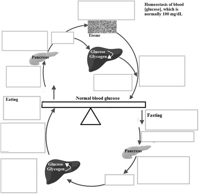 Insulin (medication)